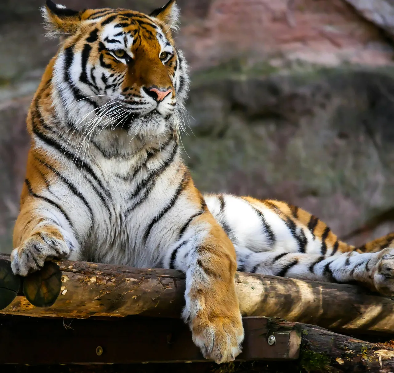 Wild Wonders of Karnataka & Nilgiris